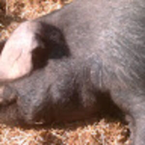 Meet your Posher, April